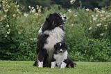 BERGER AUSTRALIEN - ADULT & PUPPY 116